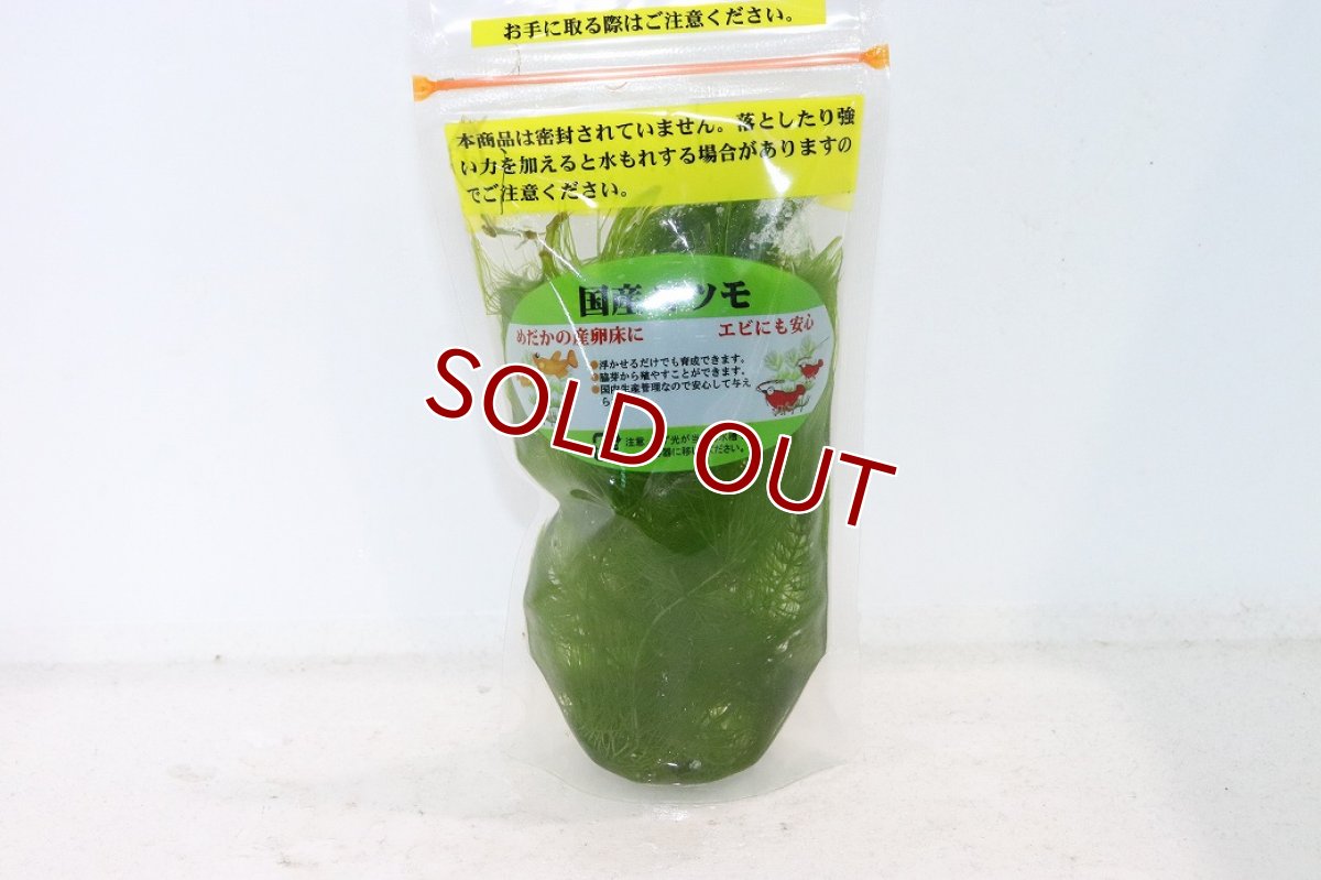 画像1: 【通販 水草】国産マツモ(無農薬)【1個 サンプル画像】（陰性水草)（生体）（熱帯魚） (1)