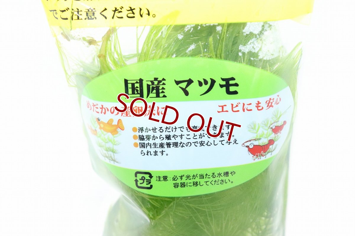 画像2: 【通販 水草】国産マツモ(無農薬)【1個 サンプル画像】（陰性水草)（生体）（熱帯魚） (2)