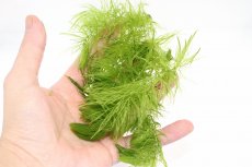 画像3: 【通販 水草】国産マツモ(無農薬)【1個 サンプル画像】（陰性水草)（生体）（熱帯魚） (3)