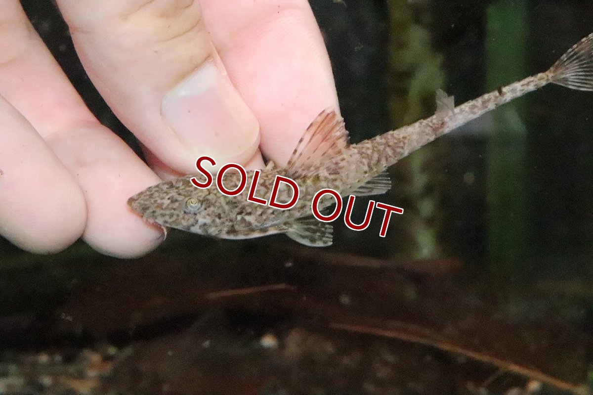 画像2: 【淡水魚】レア種 サボテンロリカリア マジェ産 ワイルド【１匹 サンプル画像】(±8.5cm)(ロリカリア)(生体)(熱帯魚)NKP (2)