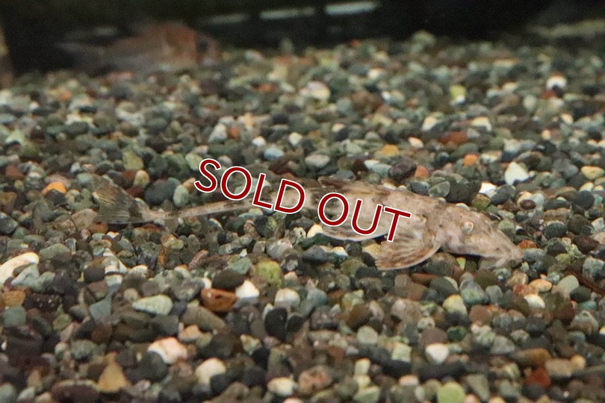 画像3: 【淡水魚】レア種 サボテンロリカリア マジェ産 ワイルド【１匹 サンプル画像】(±8.5cm)(ロリカリア)(生体)(熱帯魚)NKP (3)