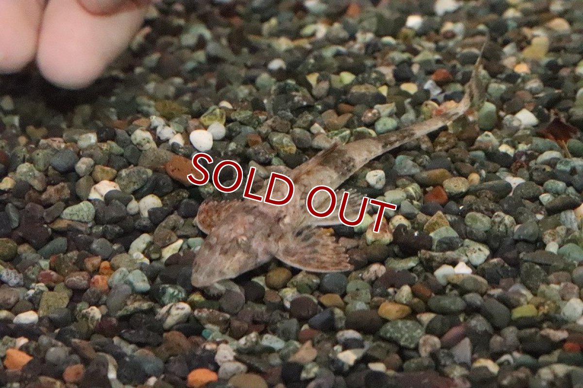 画像4: 【淡水魚】レア種 サボテンロリカリア マジェ産 ワイルド【１匹 サンプル画像】(±8.5cm)(ロリカリア)(生体)(熱帯魚)NKP (4)