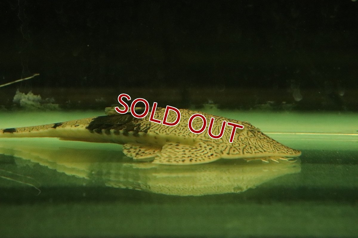 画像2: 【淡水魚】【通販】大きめ カメレオンロリカリア カクエタ産 ワイルド【１匹 サンプル画像】(±12-15cm)(生体)(熱帯魚)NKRK (2)