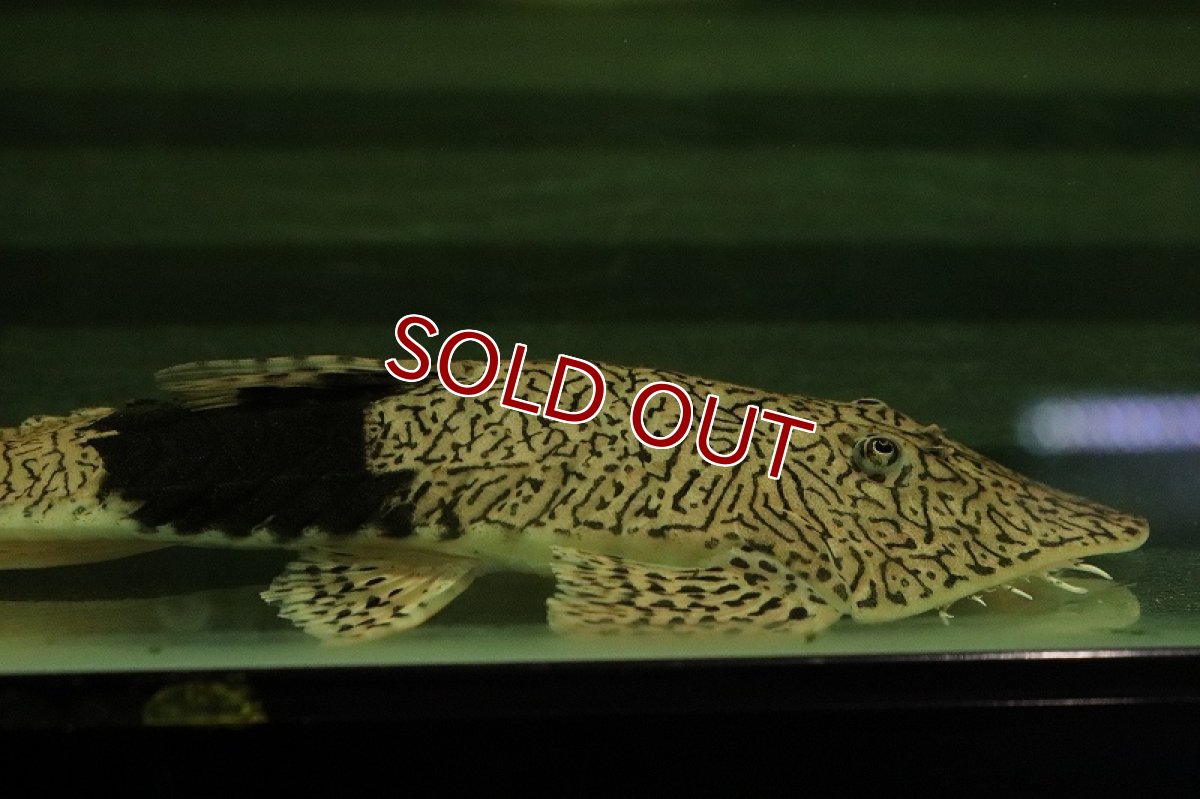 画像3: 【淡水魚】【通販】大きめ カメレオンロリカリア カクエタ産 ワイルド【１匹 サンプル画像】(±12-15cm)(生体)(熱帯魚)NKRK (3)