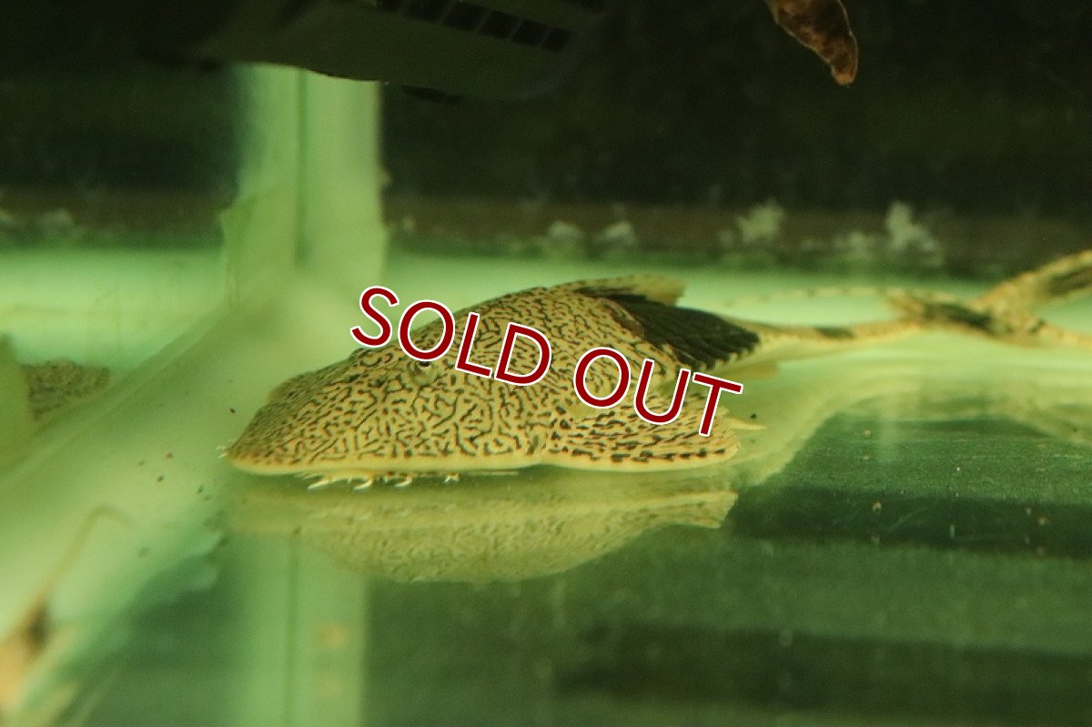 画像4: 【淡水魚】【通販】大きめ カメレオンロリカリア カクエタ産 ワイルド【１匹 サンプル画像】(±12-15cm)(生体)(熱帯魚)NKRK (4)