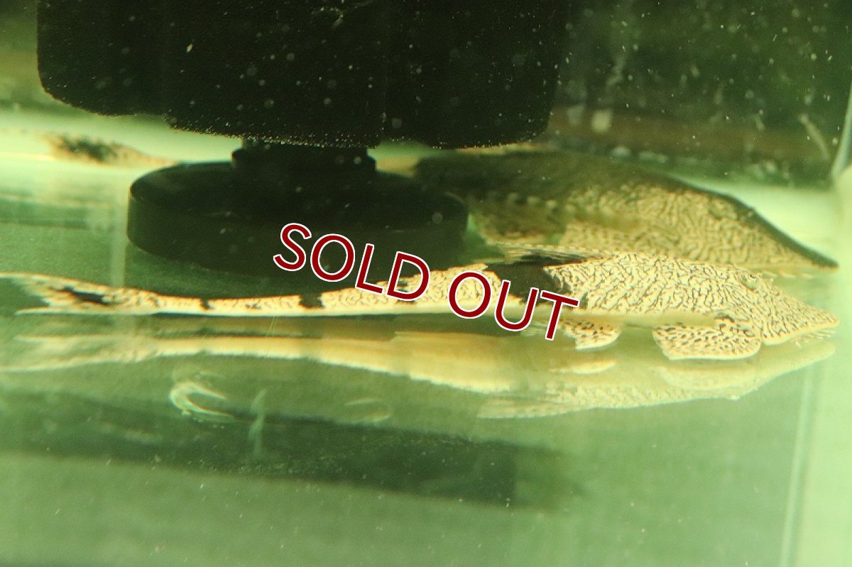 画像5: 【淡水魚】【通販】大きめ カメレオンロリカリア カクエタ産 ワイルド【１匹 サンプル画像】(±12-15cm)(生体)(熱帯魚)NKRK (5)