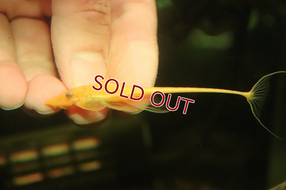 画像2: 【淡水魚】【通販】激レア アルビノ ロイヤルファロエラ【１匹 サンプル画像】(±6cm)(ロリカリア)(生体)(淡水)NKRK (2)