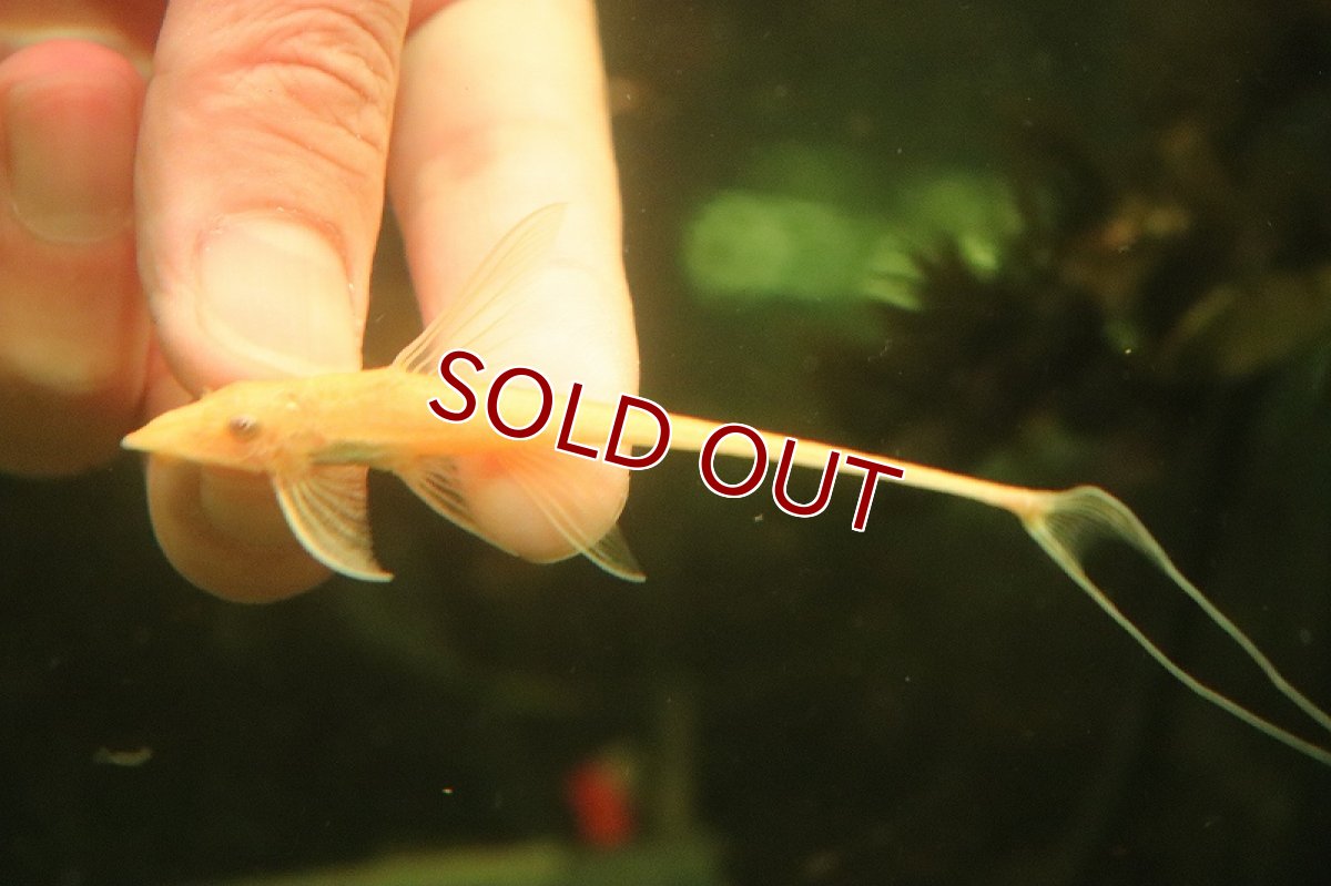 画像3: 【淡水魚】【通販】激レア アルビノ ロイヤルファロエラ【１匹 サンプル画像】(±6cm)(ロリカリア)(生体)(淡水)NKRK (3)