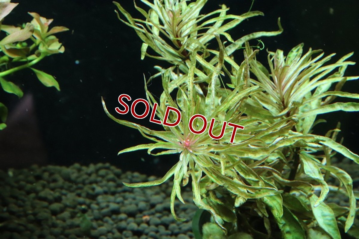 画像2: 【通販 水草】キューバルドバリガータ(輸入品)【1ポット サンプル画像】（後景草)（生体）（熱帯魚） (2)