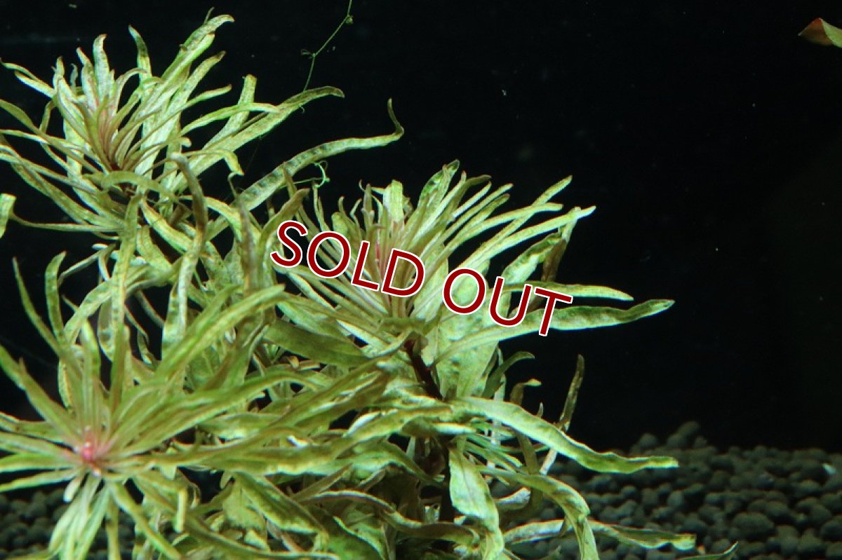 画像3: 【通販 水草】キューバルドバリガータ(輸入品)【1ポット サンプル画像】（後景草)（生体）（熱帯魚） (3)