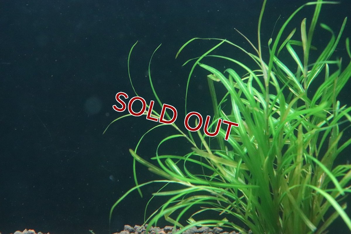 画像2: 【通販 水草】ポタモゲドン ガイー(輸入品)【1束 サンプル画像】（後景草)（生体）（熱帯魚） (2)