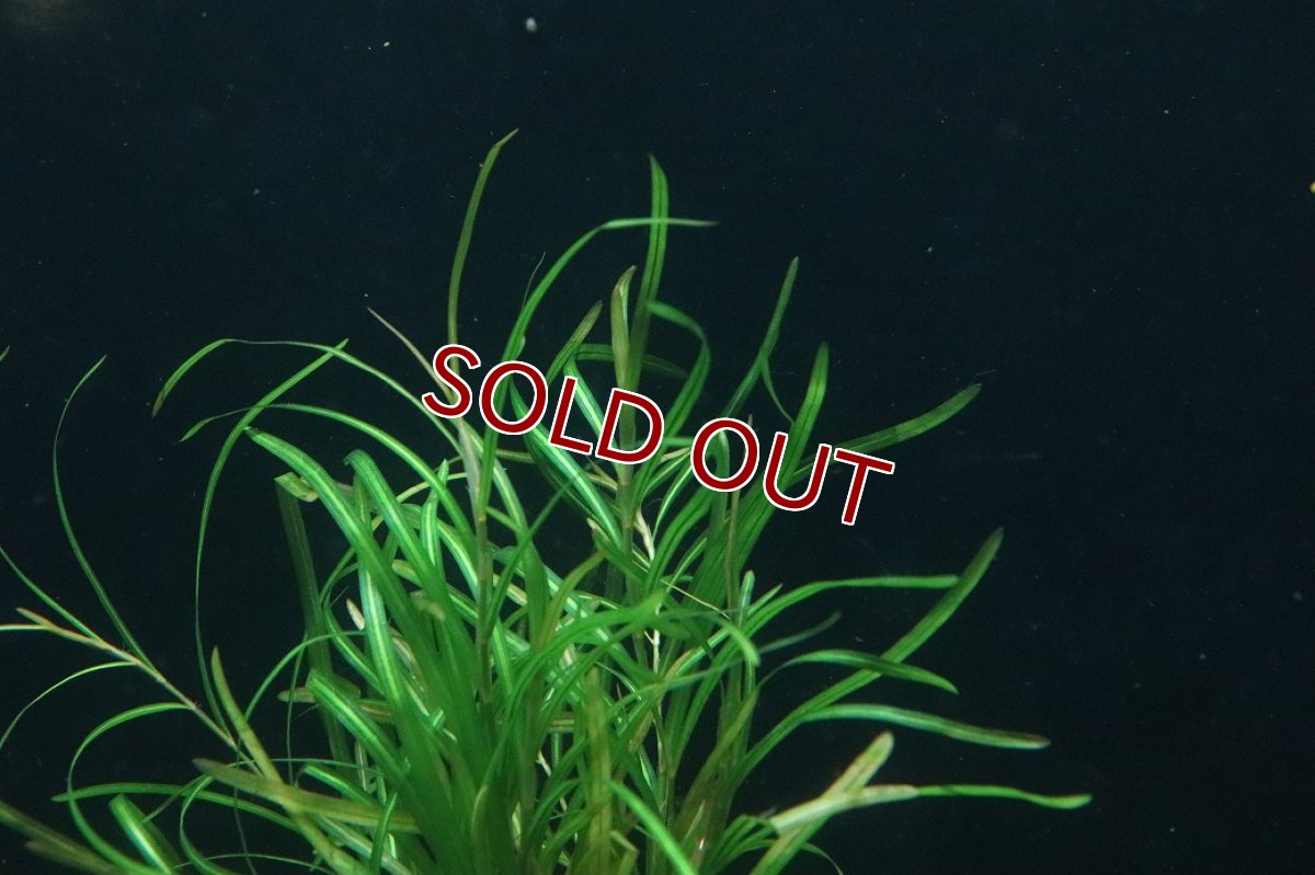 画像3: 【通販 水草】ポタモゲドン ガイー(輸入品)【1束 サンプル画像】（後景草)（生体）（熱帯魚） (3)