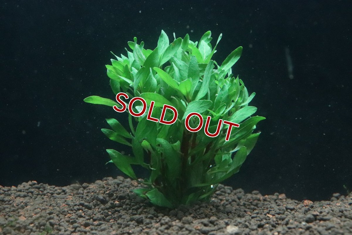 画像1: 【通販 水草】ルドヴィジア インクリナータ トルネード(輸入品)【1束 サンプル画像】（後景草)（生体）（熱帯魚） (1)