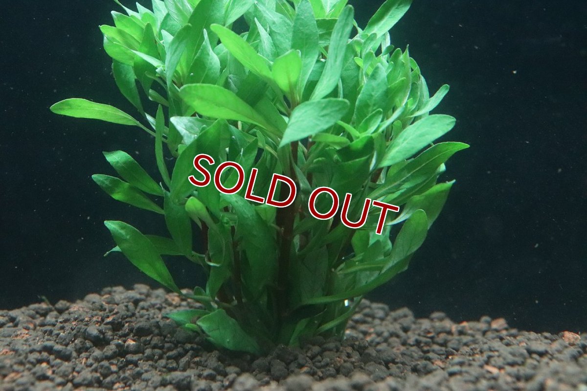 画像3: 【通販 水草】ルドヴィジア インクリナータ トルネード(輸入品)【1束 サンプル画像】（後景草)（生体）（熱帯魚） (3)