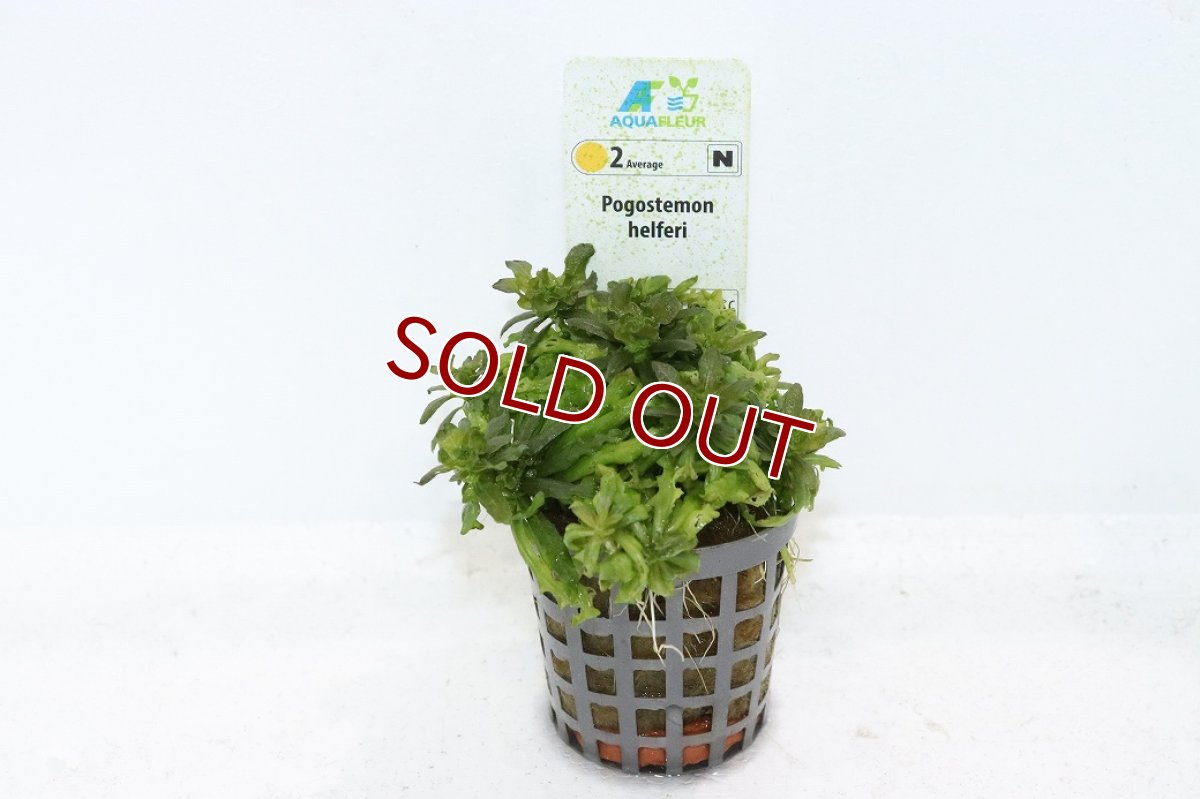 画像1: 【10%OFF対象商品30周年セール】【通販 水草】ポゴステモン ヘルフェリー(輸入品)【1ポット サンプル画像】（中景草)（生体）（熱帯魚） (1)