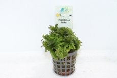 画像1: 【通販 水草】ポゴステモン ヘルフェリー(輸入品)【1ポット サンプル画像】（中景草)（生体）（熱帯魚） (1)