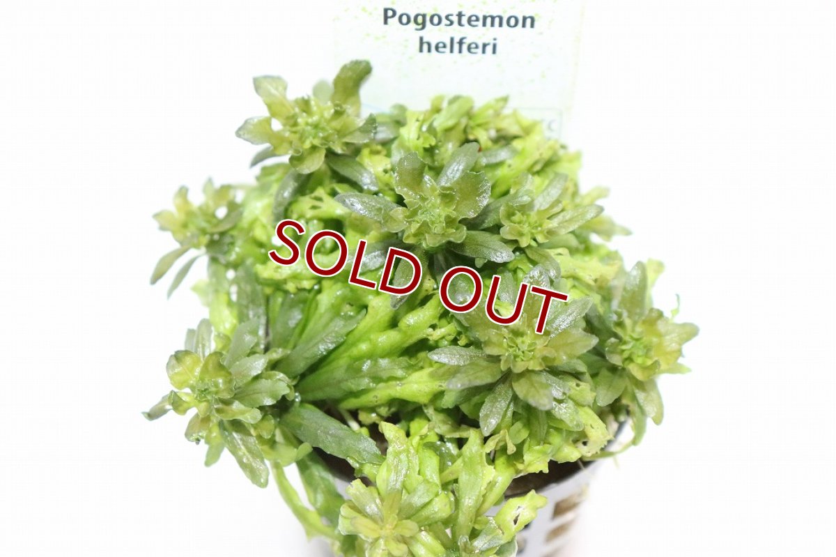 画像2: 【10%OFF対象商品30周年セール】【通販 水草】ポゴステモン ヘルフェリー(輸入品)【1ポット サンプル画像】（中景草)（生体）（熱帯魚） (2)