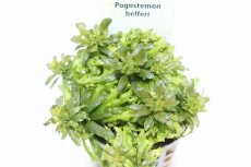 画像2: 【通販 水草】ポゴステモン ヘルフェリー(輸入品)【1ポット サンプル画像】（中景草)（生体）（熱帯魚） (2)
