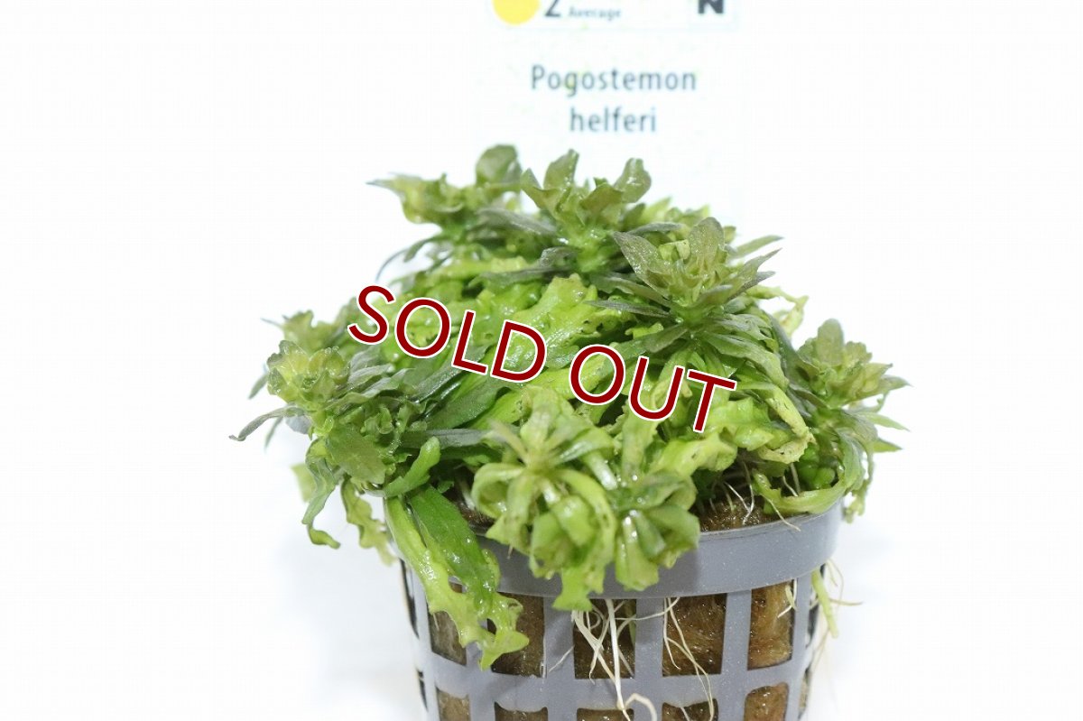 画像3: 【10%OFF対象商品30周年セール】【通販 水草】ポゴステモン ヘルフェリー(輸入品)【1ポット サンプル画像】（中景草)（生体）（熱帯魚） (3)