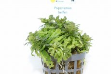 画像3: 【通販 水草】ポゴステモン ヘルフェリー(輸入品)【1ポット サンプル画像】（中景草)（生体）（熱帯魚） (3)