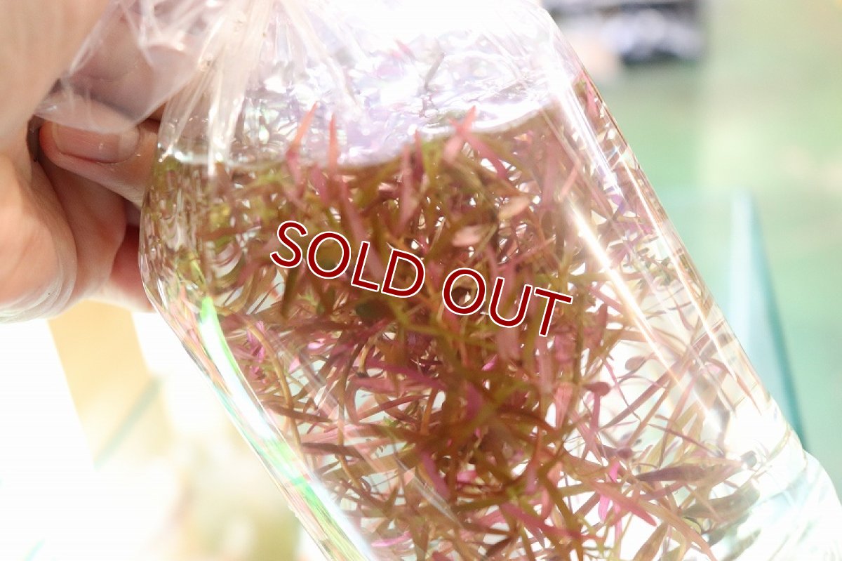 画像2: 【通販 水草】お任せお得水草(トリミングアウトレット)【1袋 サンプル画像】(後景草)(生体)(熱帯魚) (2)