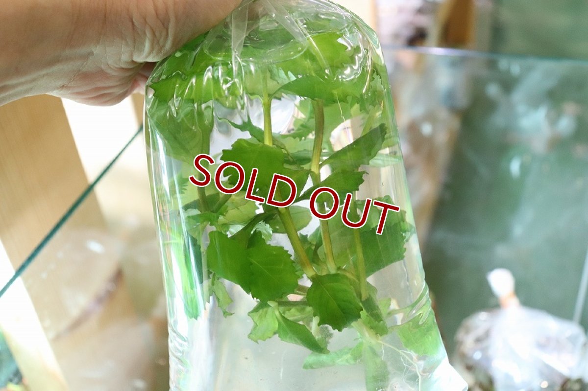 画像3: 【通販 水草】お任せお得水草(トリミングアウトレット)【1袋 サンプル画像】(後景草)(生体)(熱帯魚) (3)