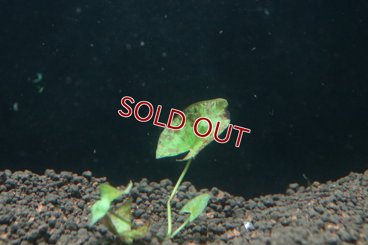 画像2: 【通販 水草】ニムファ ミクランサ(輸入品)【1株 サンプル画像】（後景草)（生体）（熱帯魚） (2)