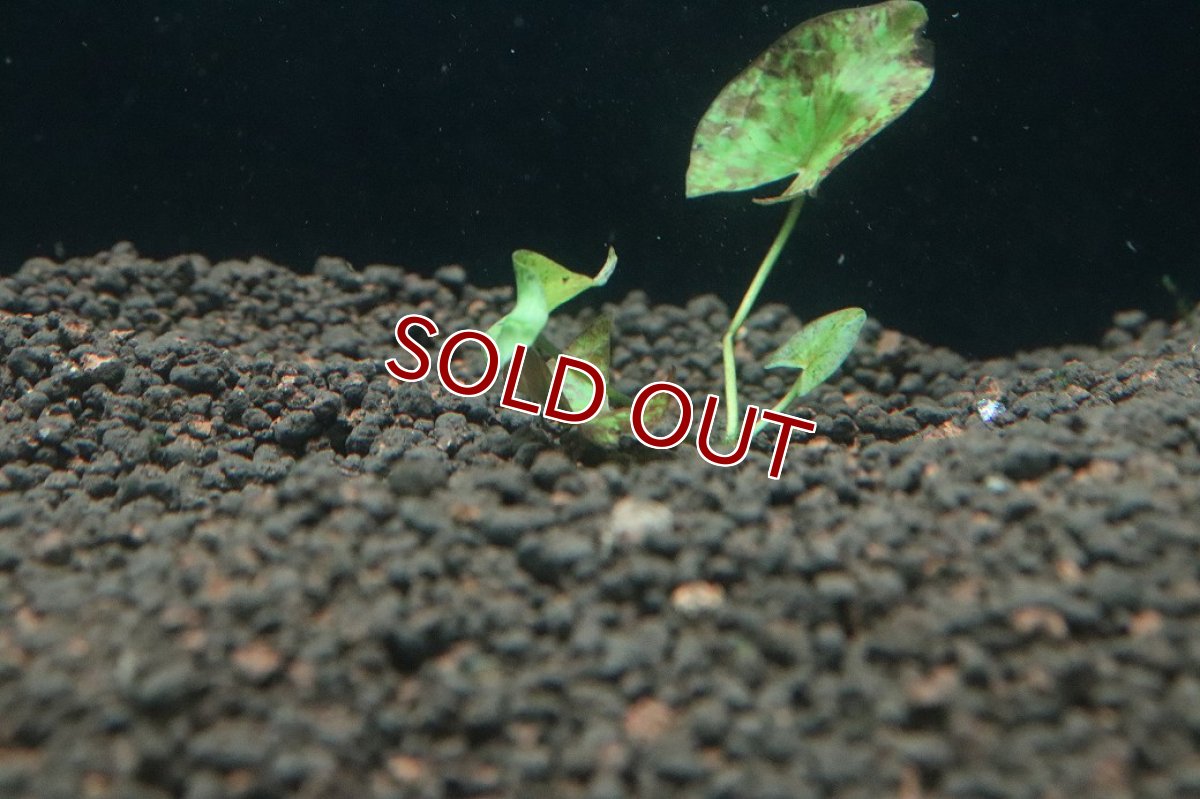 画像3: 【通販 水草】ニムファ ミクランサ(輸入品)【1株 サンプル画像】（後景草)（生体）（熱帯魚） (3)