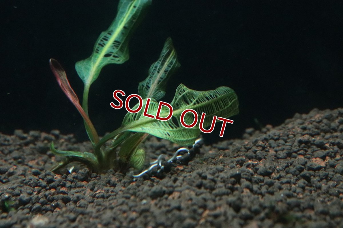 画像2: 【通販 水草】アポノゲドン マダガスカリエンシス(レースプランツ)(輸入品)【1株 サンプル画像】（後景草)（生体）（熱帯魚） (2)