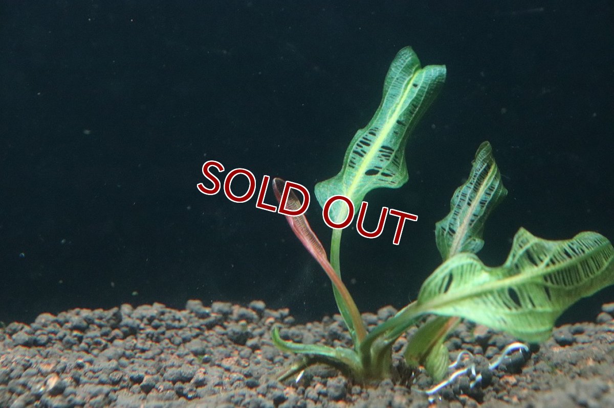 画像3: 【通販 水草】アポノゲドン マダガスカリエンシス(レースプランツ)(輸入品)【1株 サンプル画像】（後景草)（生体）（熱帯魚） (3)