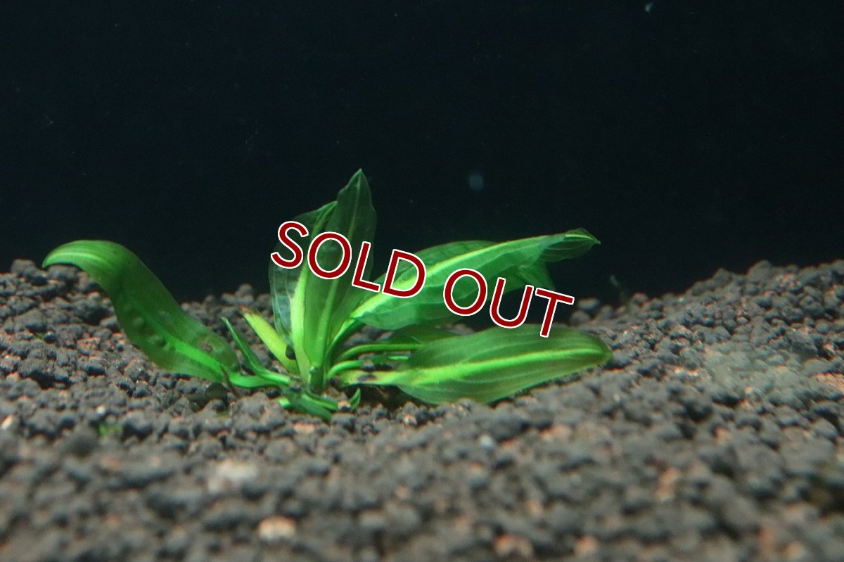 画像2: 【通販 水草】アポノゲドン ボイビニアヌス(輸入品)【1株 サンプル画像】（後景草)（生体）（熱帯魚） (2)