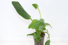 画像1: 【決算セール クーポンご利用で更に10％OFF対象商品】【通販 水草】ラゲナンドラ ミーボルディグリーン(輸入品)【1ポット サンプル画像】（陰性水草)（生体）（熱帯魚） (1)