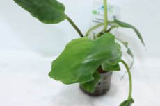 画像2: 【決算セール クーポンご利用で更に10％OFF対象商品】【通販 水草】ラゲナンドラ ミーボルディグリーン(輸入品)【1ポット サンプル画像】（陰性水草)（生体）（熱帯魚） (2)