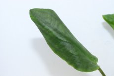 画像3: 【決算セール クーポンご利用で更に10％OFF対象商品】【通販 水草】ラゲナンドラ ミーボルディグリーン(輸入品)【1ポット サンプル画像】（陰性水草)（生体）（熱帯魚） (3)