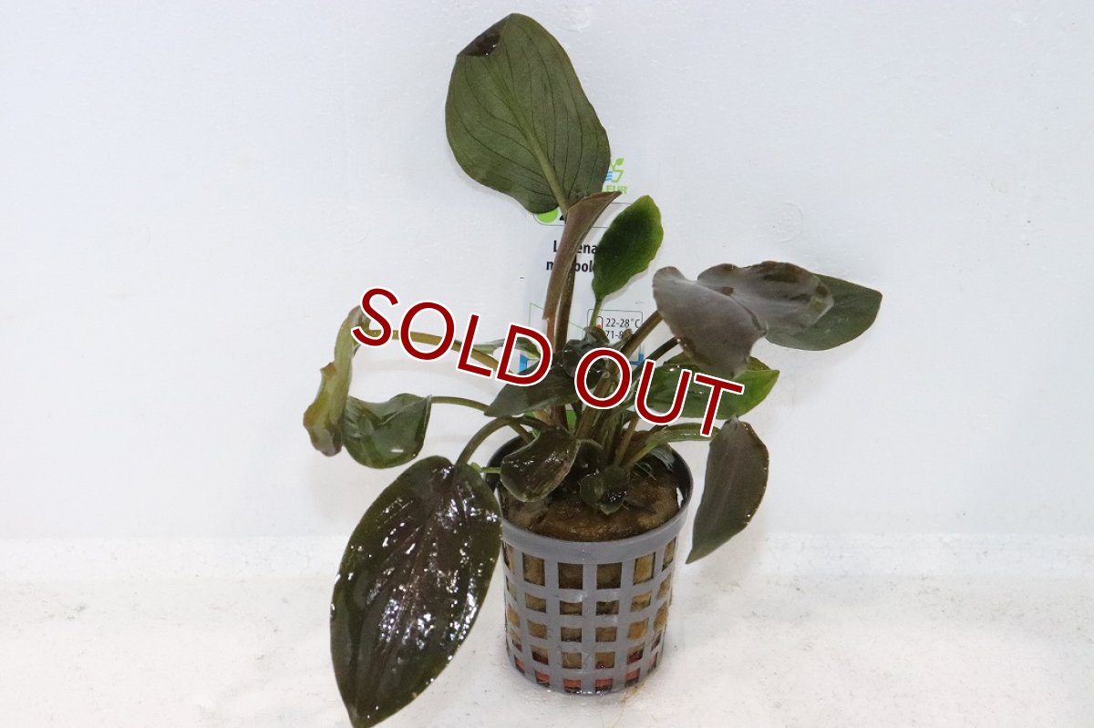 画像1: 【10%OFF対象商品30周年セール】【通販 水草】ラゲナンドラ ミーボルディレッド(輸入品)【1ポット サンプル画像】（陰性水草)（生体）（熱帯魚） (1)