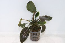 画像1: 【決算セール クーポンご利用で更に10％OFF対象商品】【通販 水草】ラゲナンドラ ミーボルディレッド(輸入品)【1ポット サンプル画像】（陰性水草)（生体）（熱帯魚） (1)