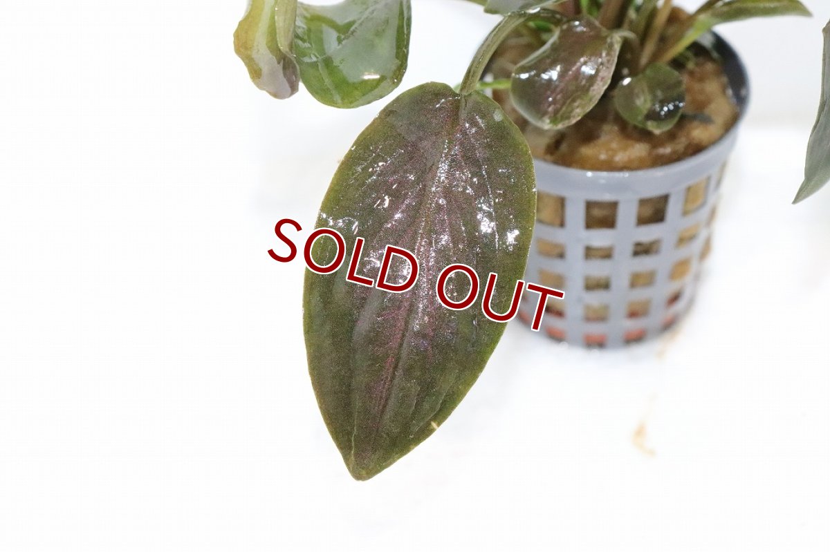 画像2: 【10%OFF対象商品30周年セール】【通販 水草】ラゲナンドラ ミーボルディレッド(輸入品)【1ポット サンプル画像】（陰性水草)（生体）（熱帯魚） (2)
