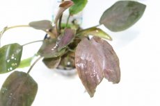 画像3: 【決算セール クーポンご利用で更に10％OFF対象商品】【通販 水草】ラゲナンドラ ミーボルディレッド(輸入品)【1ポット サンプル画像】（陰性水草)（生体）（熱帯魚） (3)