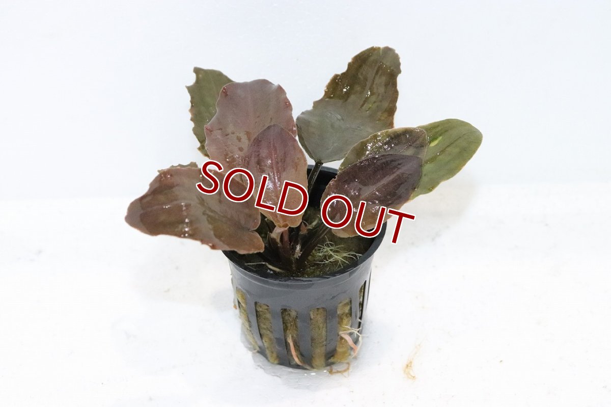 画像1: 【10%OFF対象商品30周年セール】【通販 水草】ラゲナンドラ ブリーディングハ－ト(輸入品)【1ポット サンプル画像】（陰性水草)（生体）（熱帯魚） (1)