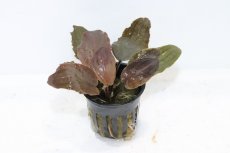 画像1: 【通販 水草】ラゲナンドラ ブリーディングハ－ト(輸入品)【1ポット サンプル画像】（陰性水草)（生体）（熱帯魚） (1)