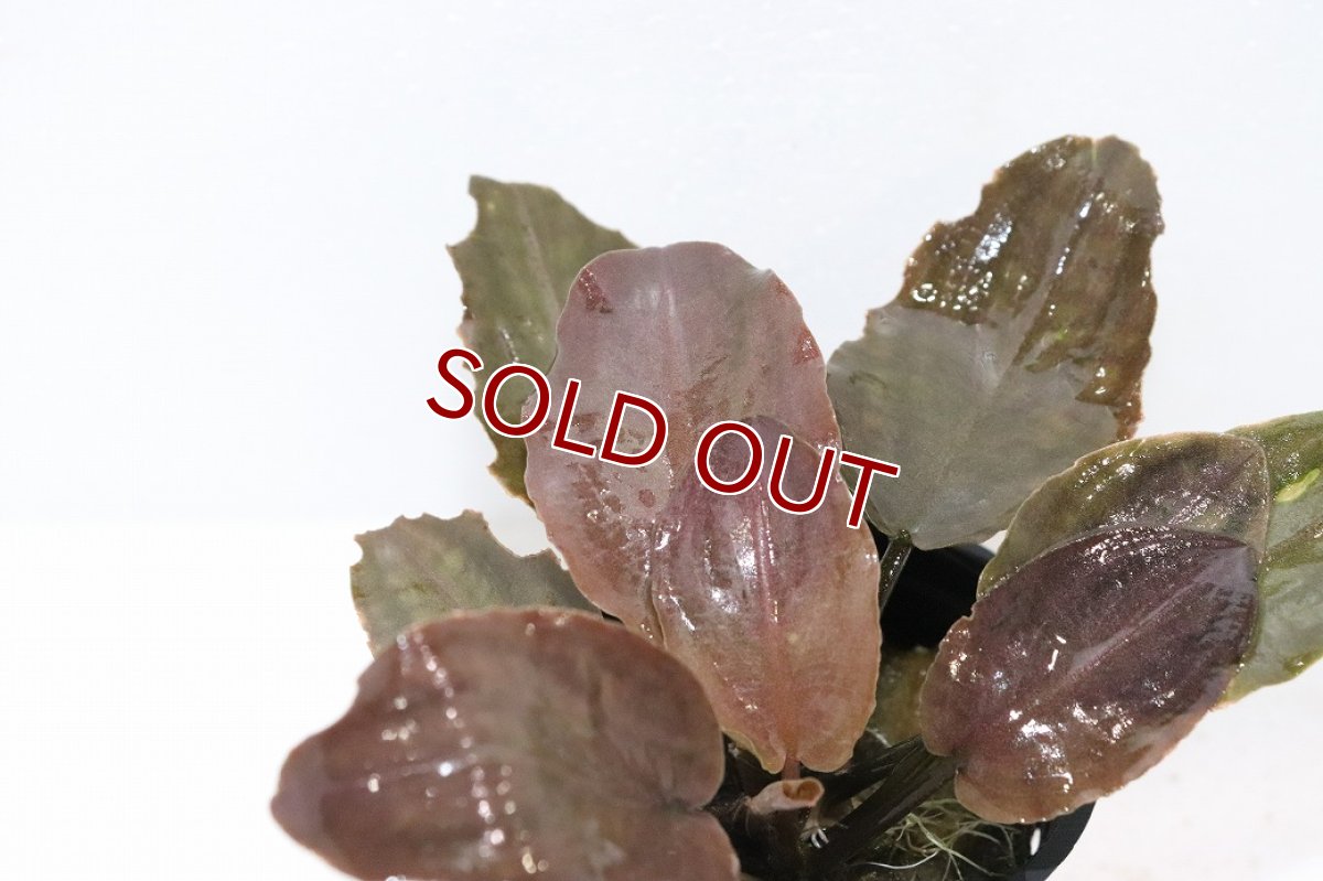 画像2: 【10%OFF対象商品30周年セール】【通販 水草】ラゲナンドラ ブリーディングハ－ト(輸入品)【1ポット サンプル画像】（陰性水草)（生体）（熱帯魚） (2)
