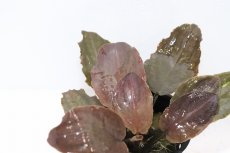 画像2: 【通販 水草】ラゲナンドラ ブリーディングハ－ト(輸入品)【1ポット サンプル画像】（陰性水草)（生体）（熱帯魚） (2)