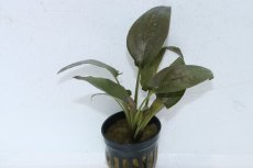 画像1: 【通販 水草】ラゲナンドラ ケラレンシス(輸入品)【1ポット サンプル画像】（陰性水草)（生体）（熱帯魚） (1)