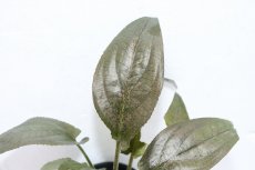 画像2: 【通販 水草】ラゲナンドラ ケラレンシス(輸入品)【1ポット サンプル画像】（陰性水草)（生体）（熱帯魚） (2)