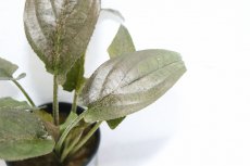 画像3: 【通販 水草】ラゲナンドラ ケラレンシス(輸入品)【1ポット サンプル画像】（陰性水草)（生体）（熱帯魚） (3)