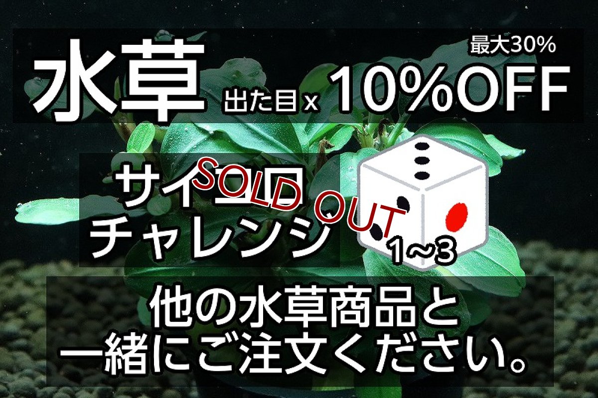 画像1: 【サイコロチャレンジ】【通販 水草】最大30％OFFの大チャンス【こちらの商品もご注文下さい】【水草全品対象】（水草)（生体）（熱帯魚） (1)