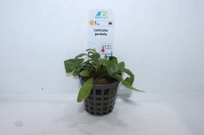画像1: 【通販 水草】ウォーターローズレッド(輸入品)【1ポット サンプル画像】（陰性水草)（生体）（熱帯魚） (1)