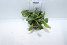 画像2: 【通販 水草】ウォーターローズレッド(輸入品)【1ポット サンプル画像】（陰性水草)（生体）（熱帯魚） (2)