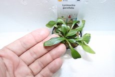 画像3: 【通販 水草】ウォーターローズレッド(輸入品)【1ポット サンプル画像】（陰性水草)（生体）（熱帯魚） (3)