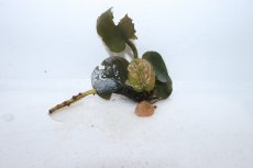 画像1: 【通販 水草】バルクラヤ モトレイ(輸入品)【1株 サンプル画像】（生体）（熱帯魚） (1)